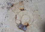 Aulacostephanus sp. (SUTNER & POMPECKJ in TORNQUIST 1896) - Bild &copy; FossNet FossilienStore
